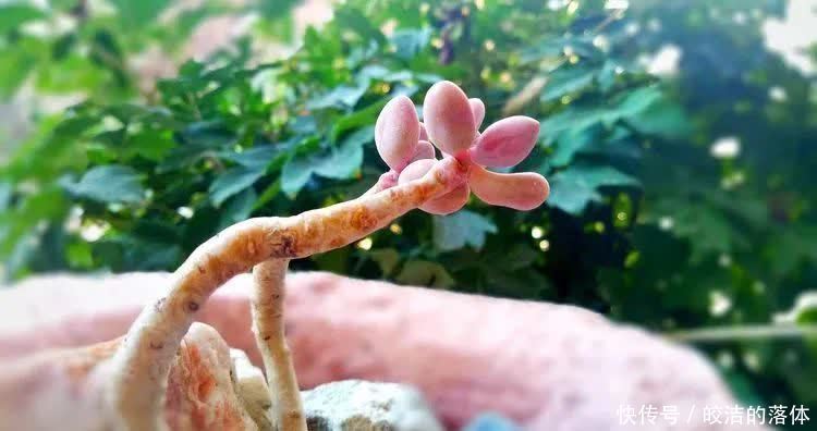 如莲似花,美好心情由你而始!