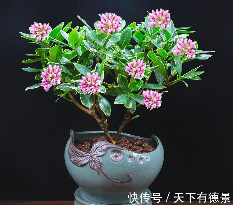 休眠|5种“漂亮花”,9月要多施肥,叶片杠杠厚,很快长花苞