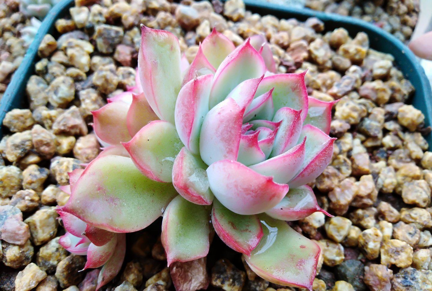 跌落神坛的“三多肉”,恰如仙子临凡尘,现沦为“普货”仍受宠爱