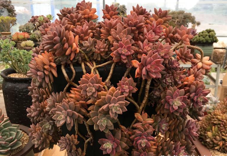 姬胧月|多肉姬胧月和阿伦培习性相近且一样的皮实,所以一起拼养没有障碍