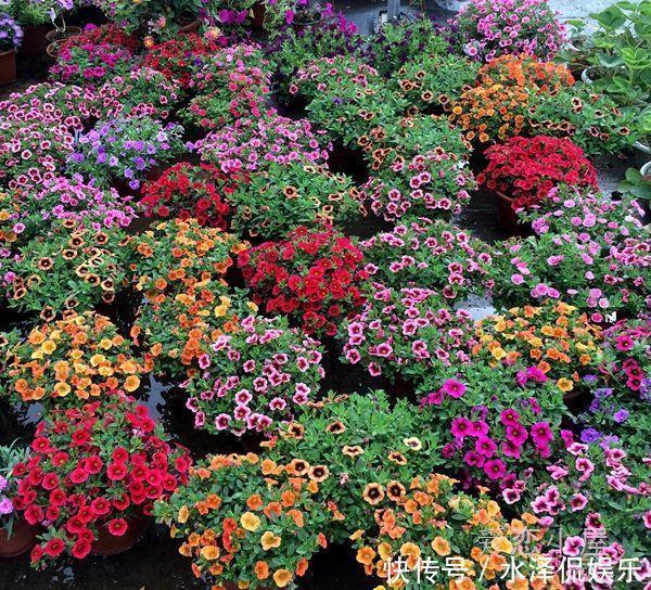 小铃|这种花堪称开花机器,随便一养就开出一大盆,阳台快装不下了!