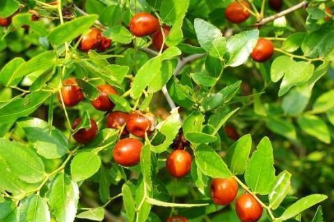 肛肠|痔疮疼痛难忍不用慌,每天换着吃点此几物,痔疮悄悄不见了