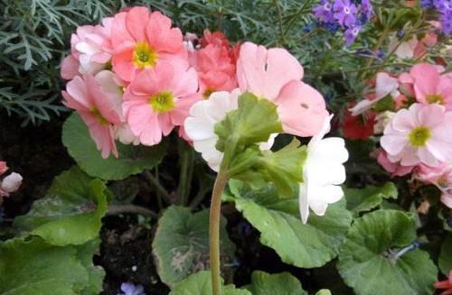 养花试试这几款,定期修剪可以让植物看起来更漂亮