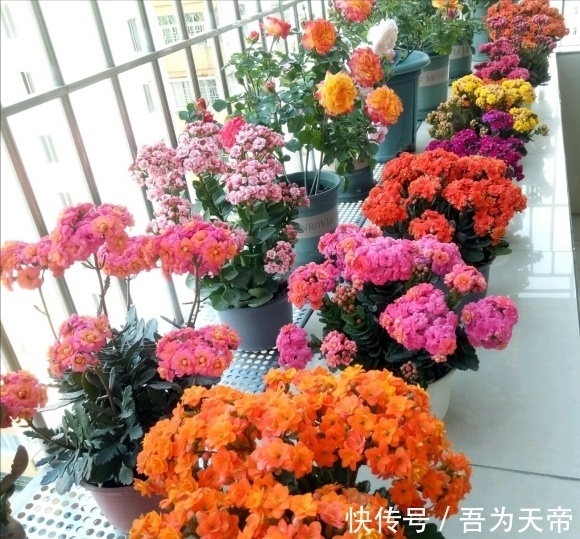 花盆|长寿花有“4喜3怕”,避开小坑,快速开花一大片,太省心了