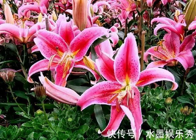 三楼|三楼奶奶不让我在一楼种花，事情解决了，出乎意料的让人难受