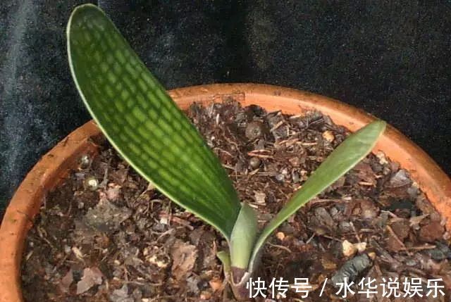 君子兰根部冒出小芽怎么办只需5个步骤,一盆变多盆很简单
