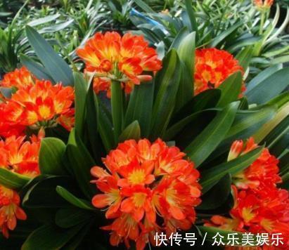 叶片|入冬后是君子兰的“关键期”,教你几个“窍门”,早学会早开花!
