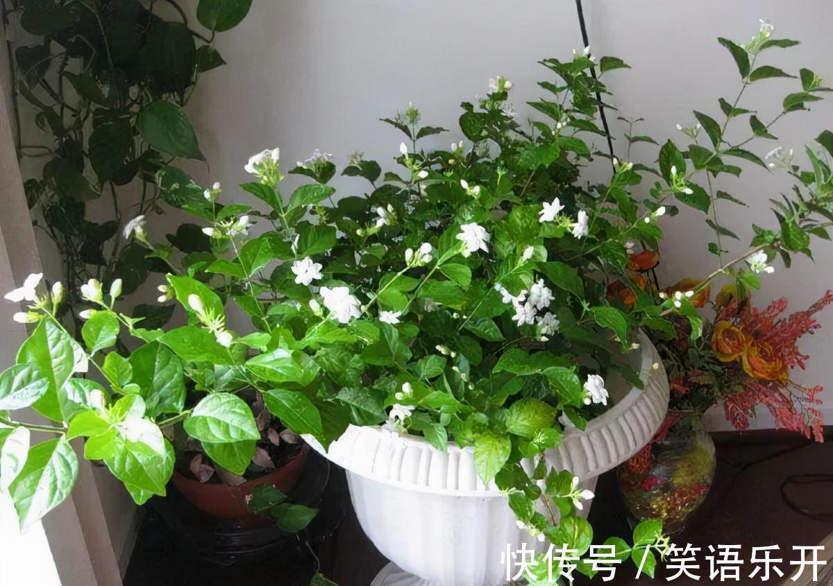 农历九月十八霜降后,养什么花?家里养3种花,吉祥如意美满幸福