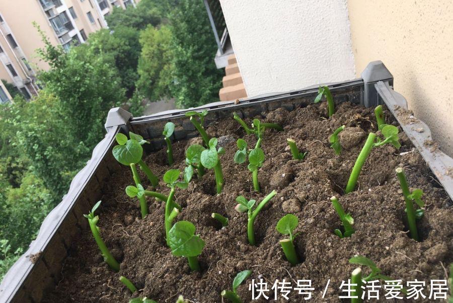 木耳菜|适合夏天种阳台的3种蔬菜，好养又好看，摘了又可以长，吃不停