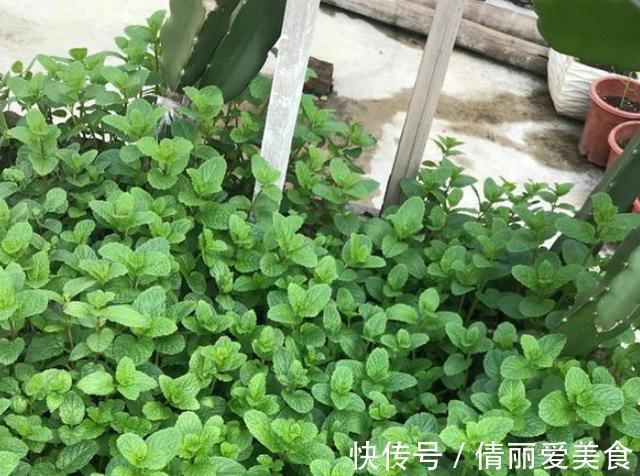 卫生间、浴室异味大咋办？别再喷洒香水遮掩，放上它们就够了