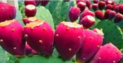 西梅|秋季来了,多吃以下三种食物,淡斑去皱,美容养颜,早吃早好