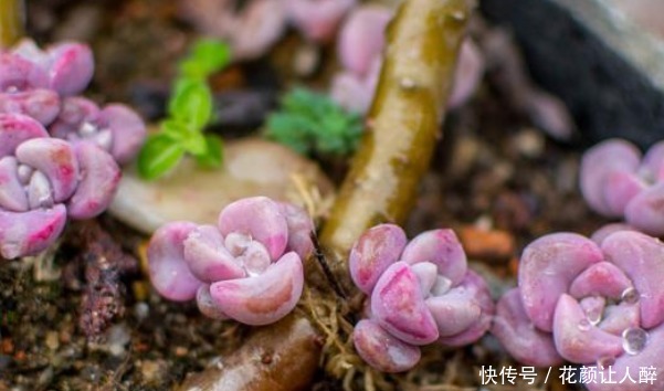 劳尔|最皮实的四种多肉，养到就是赚到，竟然随便养养变成老桩