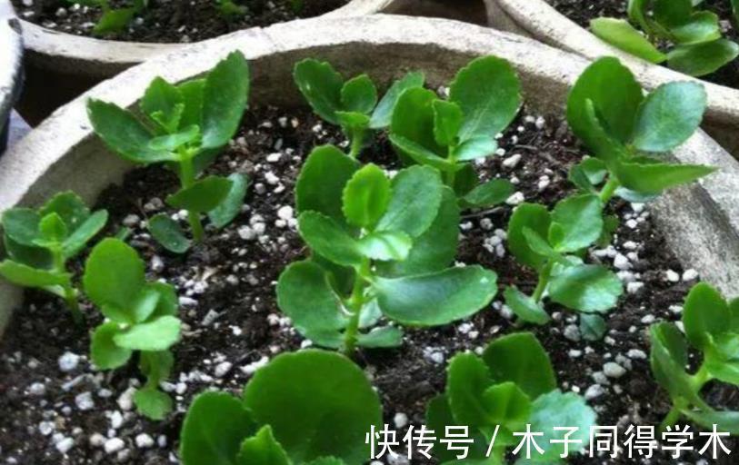 小技巧|养长寿花的3个小技巧,你全知道吗?每个达到的目的都不同