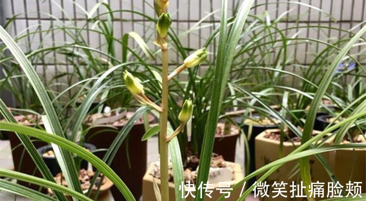 养兰花，给它喷点“生根水”，大白根直冒，长得肥肥壮壮！