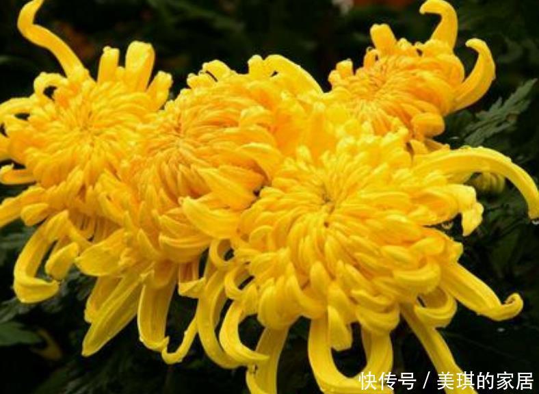 老人|7种适合老人养的花,好养观赏性强,寓意好谁都喜欢