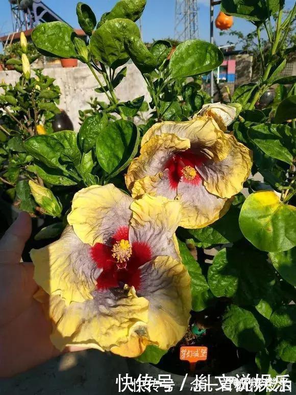 扶桑|1种花一开就是300多天,好养又漂亮,新手懒人都能养!
