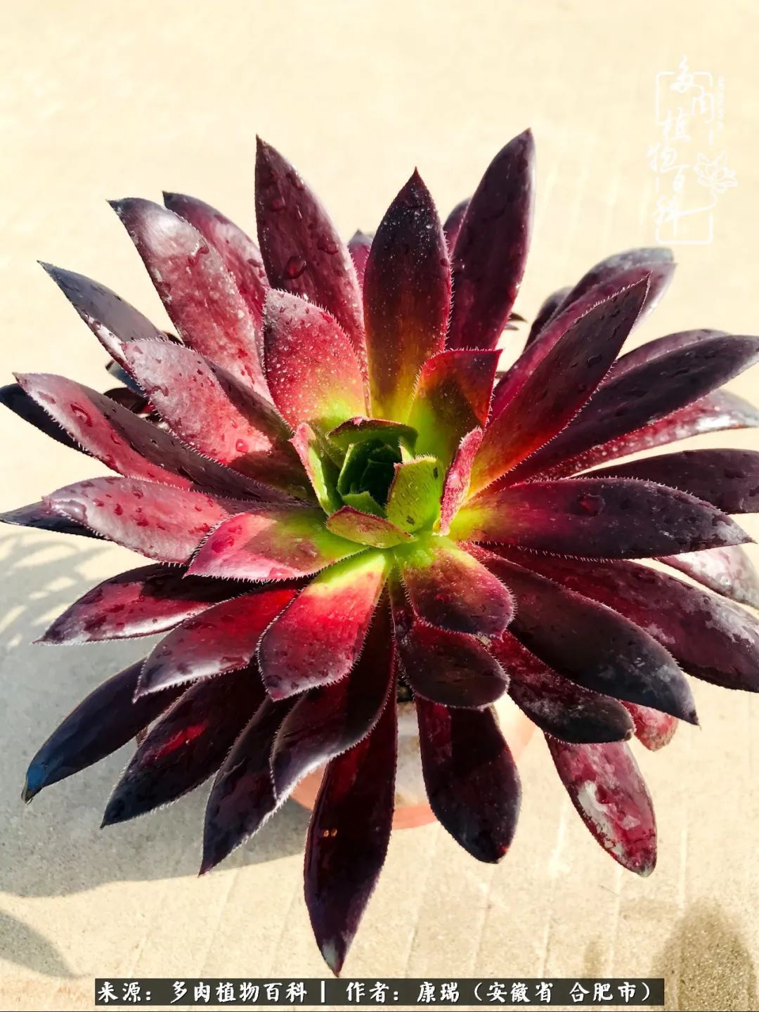 养肉之路,道阻且长,累的是身体,净的是心灵!