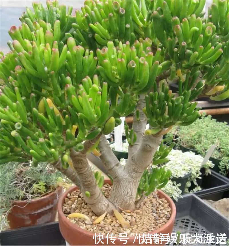 家里摆上10种花，越来越兴旺、发达，个个都是“吉祥”花