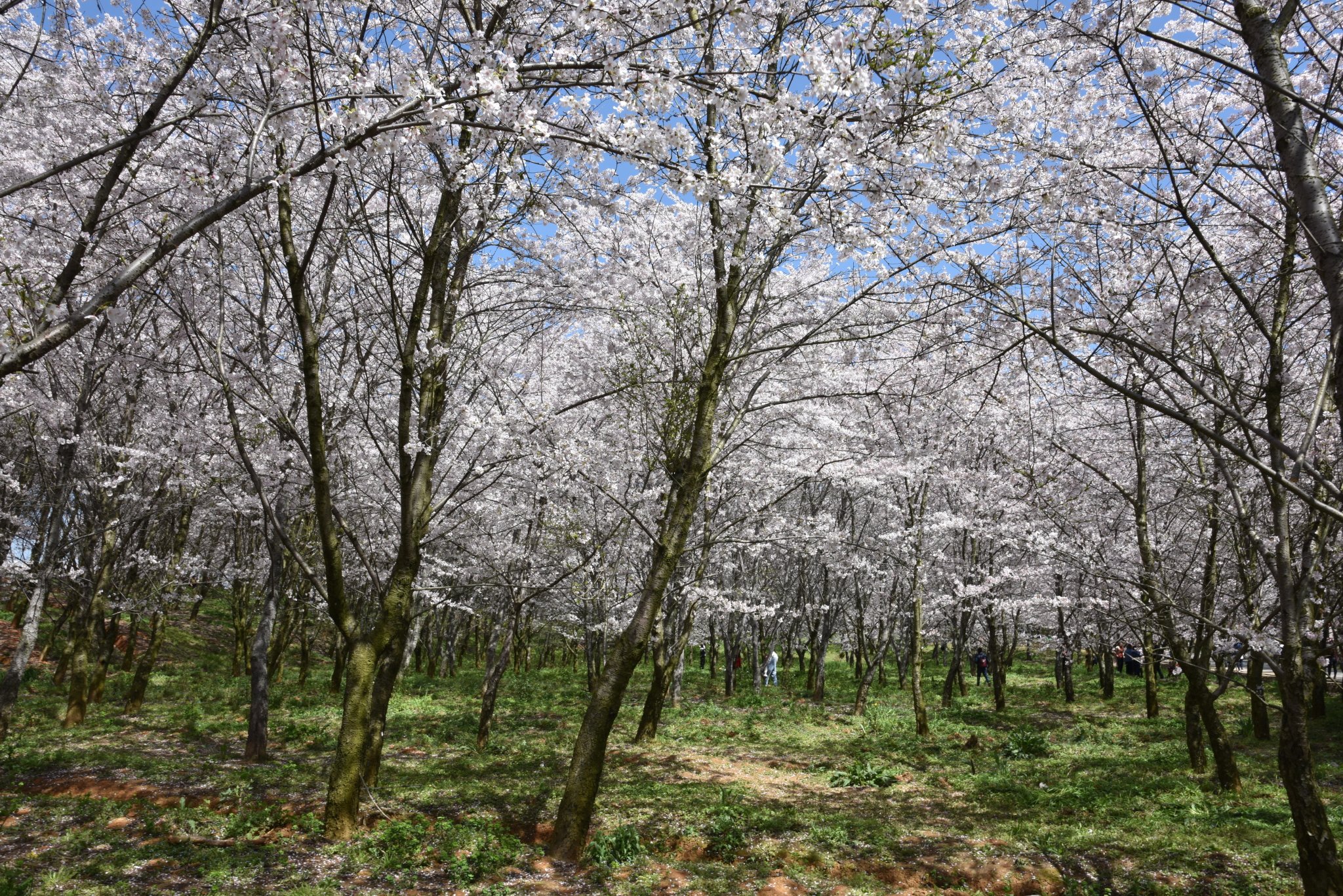 平坝樱花海，惊艳又浪漫