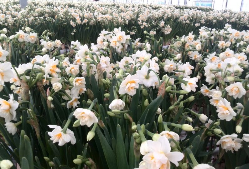 芳草入梦 迎崇明亭亭玉立水仙花