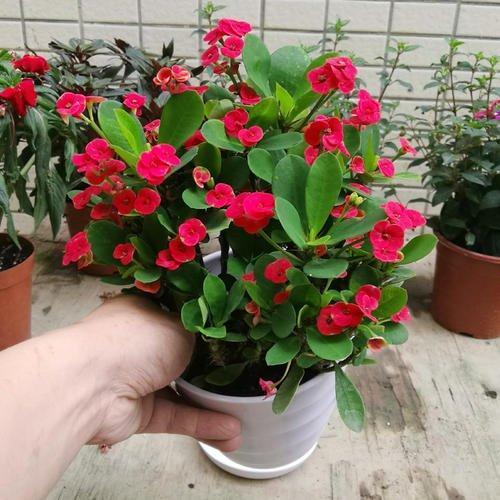 10种花,再心疼也要搬出去“狠狠晒”,越晒花朵越多,越香浓