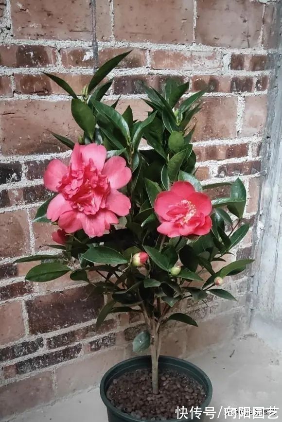 养山茶花，经常遇到的“8大难题”，老花医帮你解决，很实用