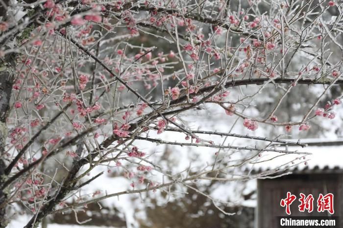 百山祖|浙江百山祖国家公园迎降雪 风景如画