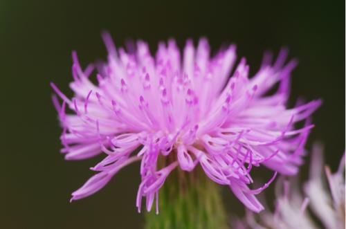 肿瘤|农村漫山遍野的刺儿菜，是抗肿瘤的中草药，学名小蓟