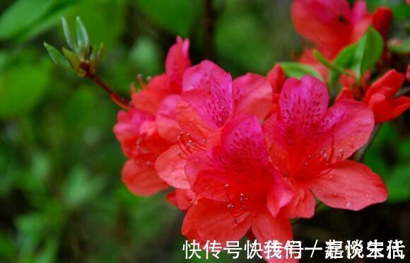 牡丹|此款木本花卉,花开媲美牡丹,仙气十足,花香怡人,堪称盆栽佳品