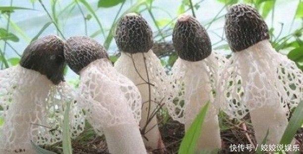 农村的十大野菜,最后一个品尝一次,终生难忘