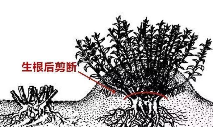 养花技巧:给花切个小口子,埋土里100%生根,根本不用扦插!