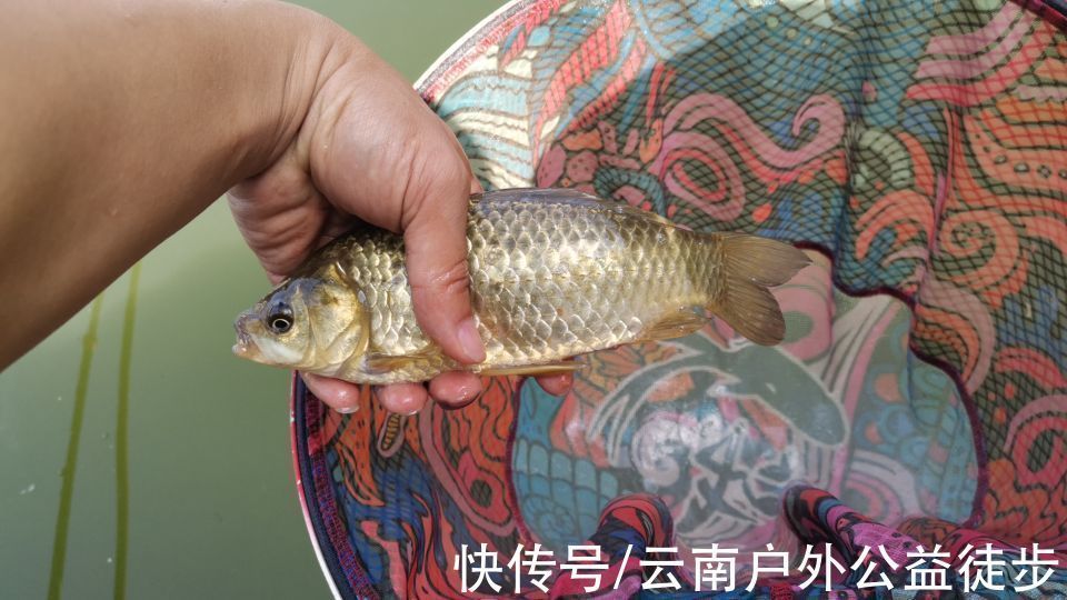 柴石滩水库体验新钓棚,三人钓一窝,钓获20斤米级草鱼,太过瘾了