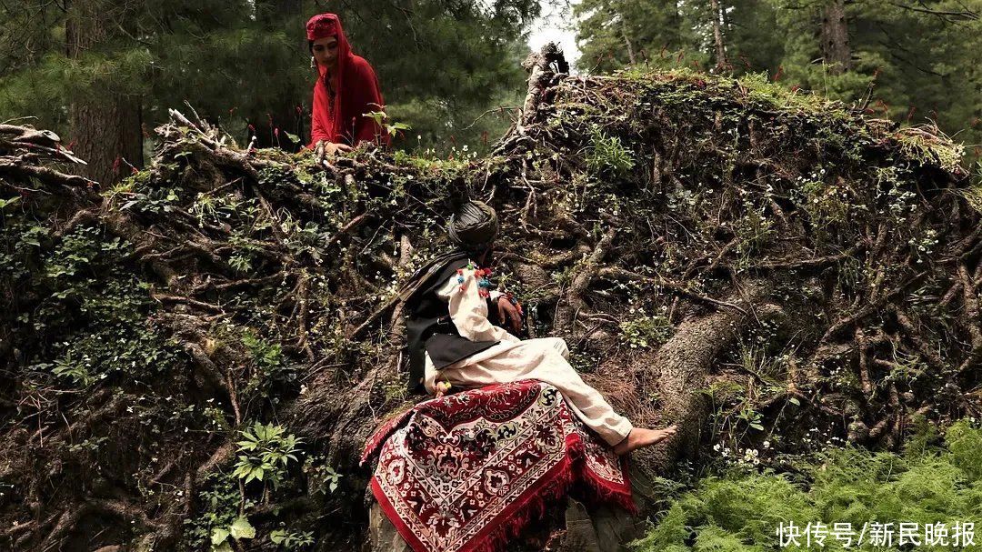 电影节|上影节最具特色的展映电影，都在这个单元！｜新民艺评