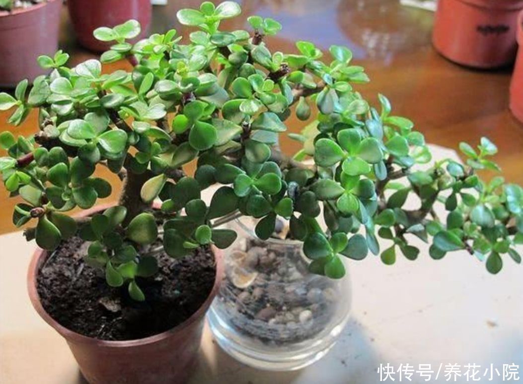 修剪|2种植物长得快,三五年养成老桩,越养越值钱