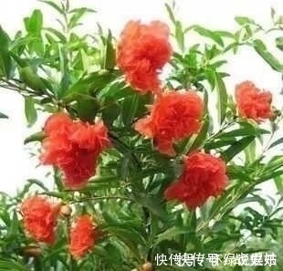 此花养家里,年年都开花,红红火火好运来,比绿萝好看10倍