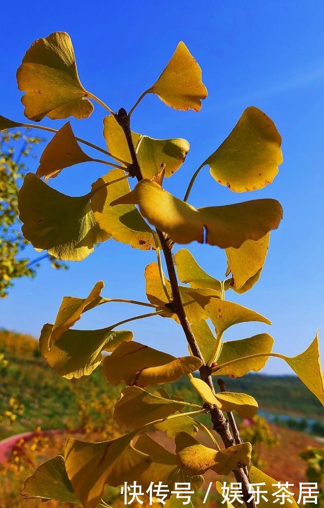 散文诗荻花飞时秋深，疾风劲时叶疏