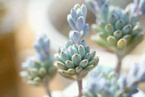 高温天气如何服盆？一招让多肉成活率达90%