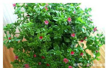 浇花时往水里加点它，叶子疯长绿油油不到一周就爆盆