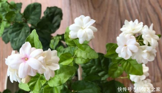 家中养茉莉花,注意“5件事”,一年到头花不断,香味十足