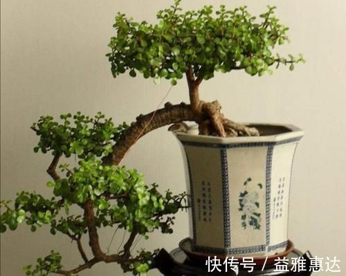 修剪|养金枝玉叶,别只顾施肥,经常剪剪枝,长得更快成老桩