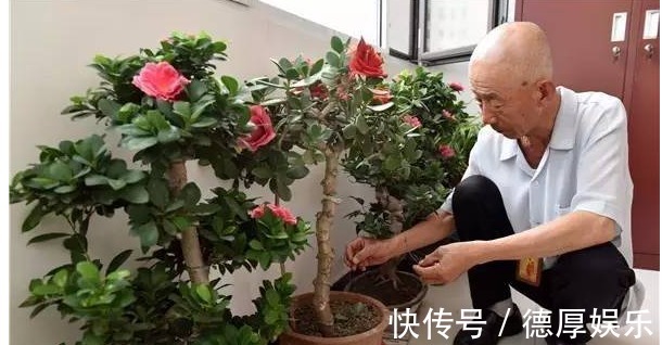 花农|家里养花招虫很烦人老花农教1绝招，不买杀虫药，虫子都没有了