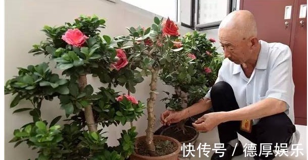 家里养花招虫很烦人老花农教1绝招,不买杀虫药,虫子都没有了