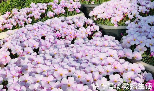 阳台上|年度十大流行花卉,摆在家里,高贵优雅,又美又仙