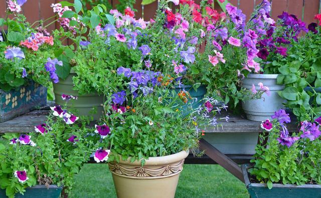 月季花|夏季养花的3个误区,来了解一下,别夏季还没结束,就剩下空盆了