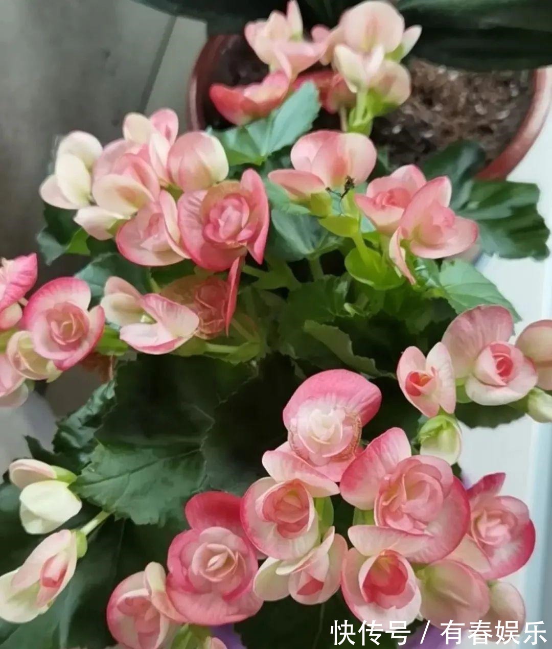 现在养花要重剪,剃光头,撸光叶,越狠越爆盆