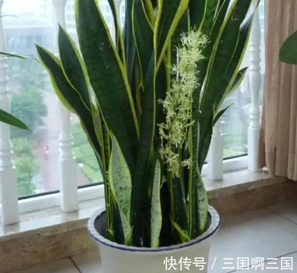 虎皮兰怎么养长得快又爆芽,掌握4个技巧易爆芽,半年长出一米高