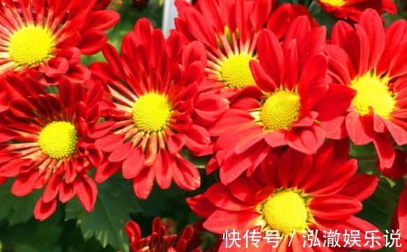 喜欢养菊就选“小红菊”,色泽鲜艳,光彩夺目,花期长室内盆栽养