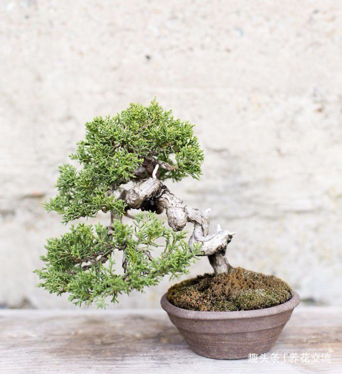 园艺|园艺新手接触盆景树需要学到的6个技巧，避免叶黄和枯萎