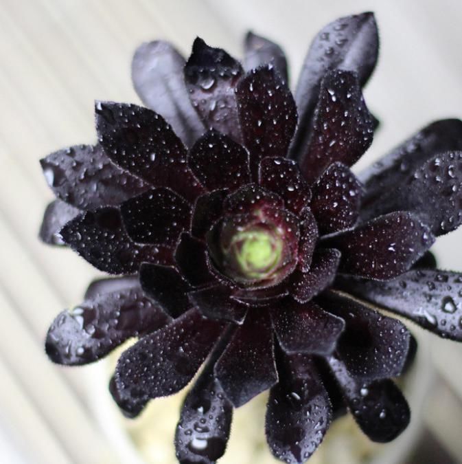 黑法师|有一种多肉叫黑法师，注意这4点，养成老桩价值高