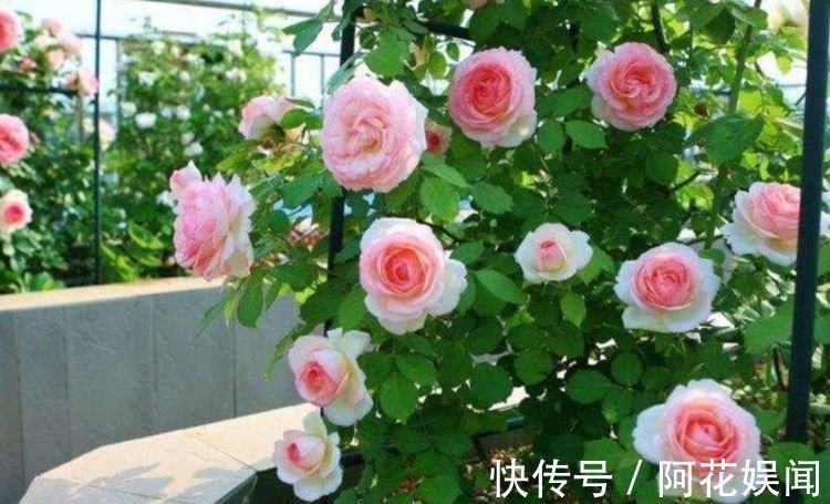 这几款植物养在家里,花期长易打理,开花漂亮花期长,谁养谁喜欢